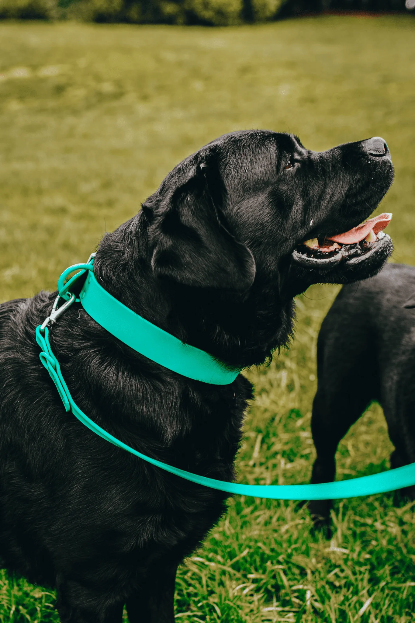 Collar Waterproof - Image 10