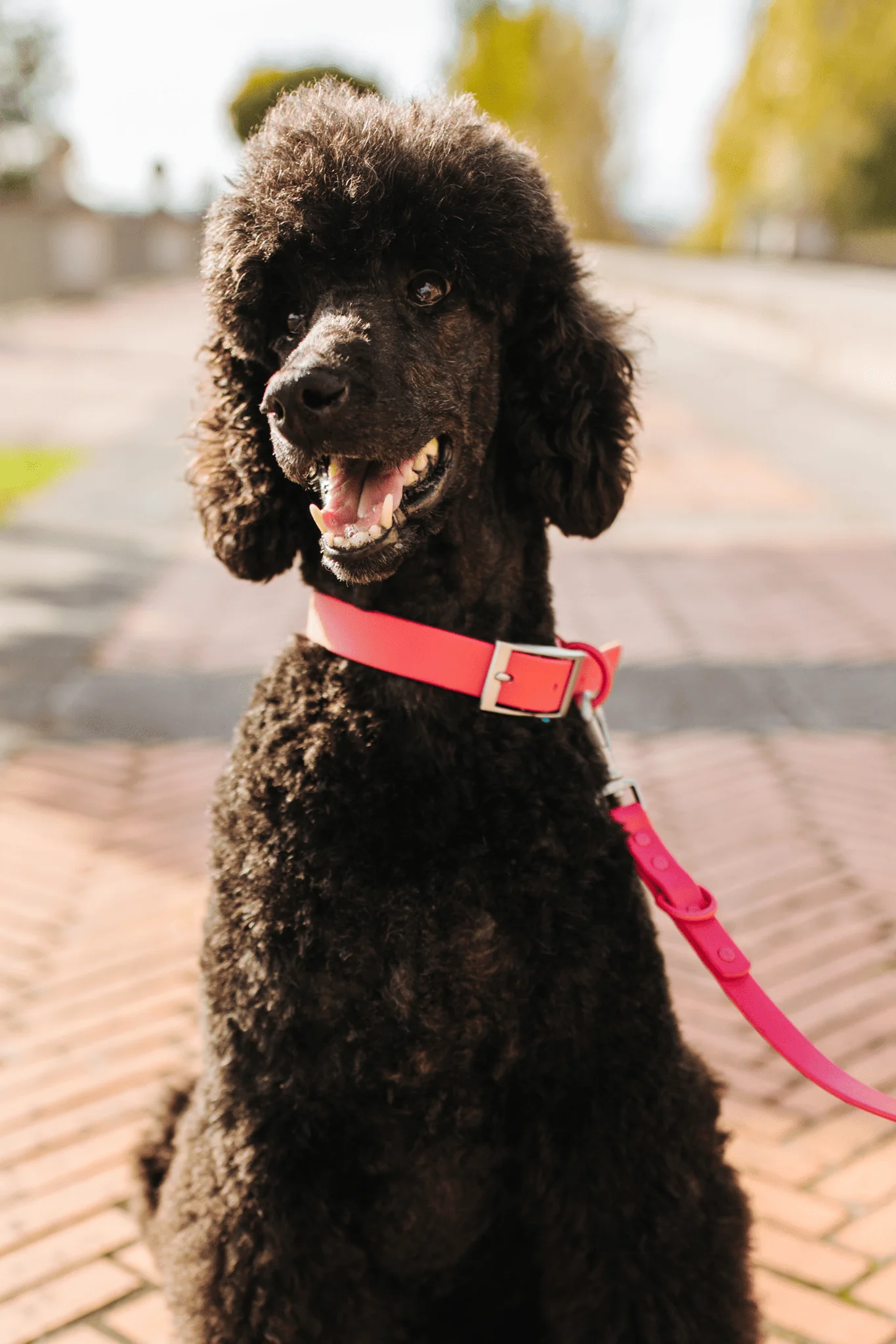 Collar Waterproof - Image 7