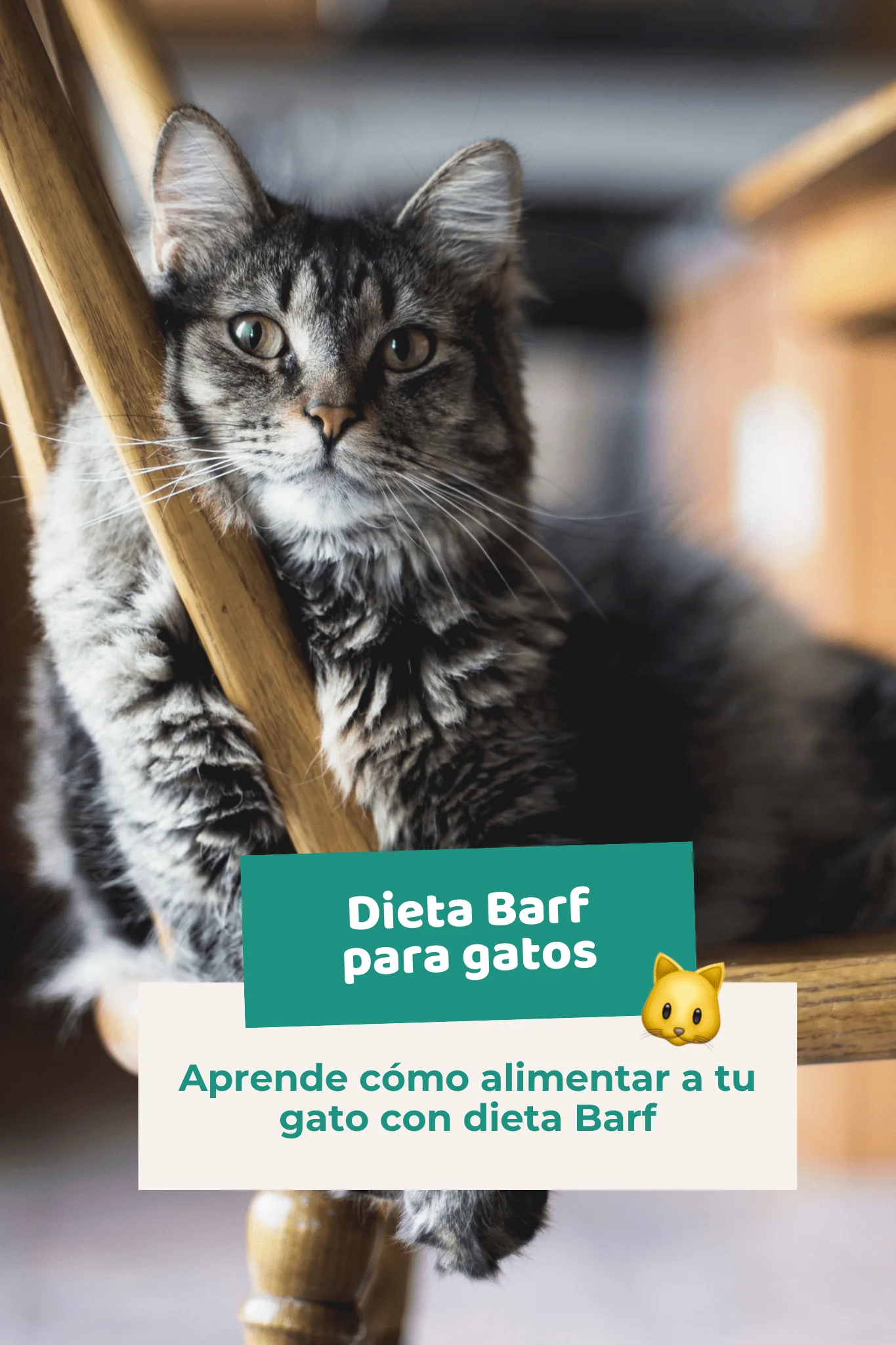 Ebook: Dieta Barf para gatos. Guía completa - Image 2